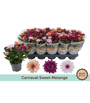 Chrysanthemum
