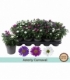 Aster