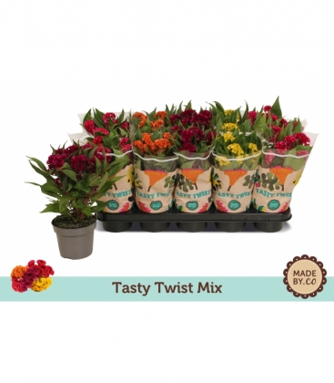 Celosia
