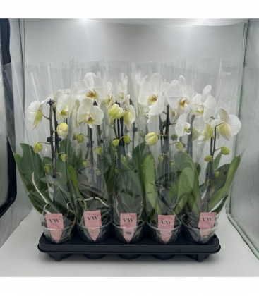 Phalaenopsis