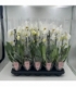 Phalaenopsis