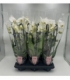 Phalaenopsis