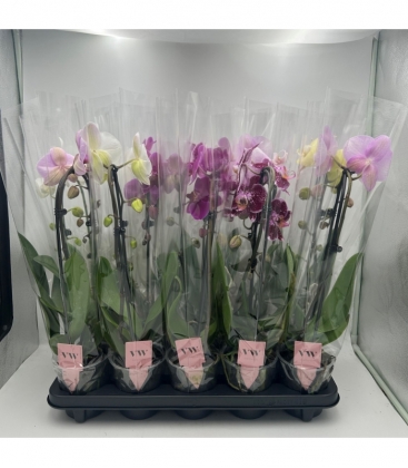 Phalaenopsis