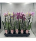 Phalaenopsis