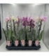 Phalaenopsis
