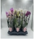 Phalaenopsis