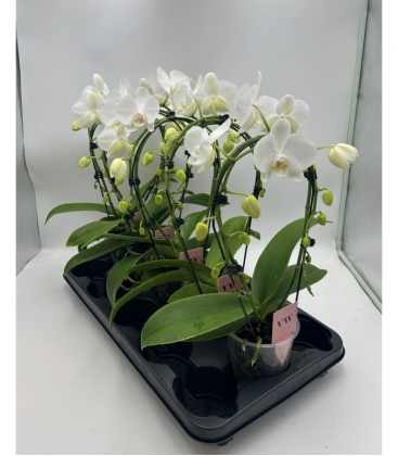 Phalaenopsis