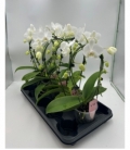 Phalaenopsis