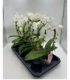 Phalaenopsis