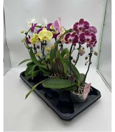 Phalaenopsis