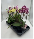 Phalaenopsis