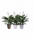 Spathiphyllum
