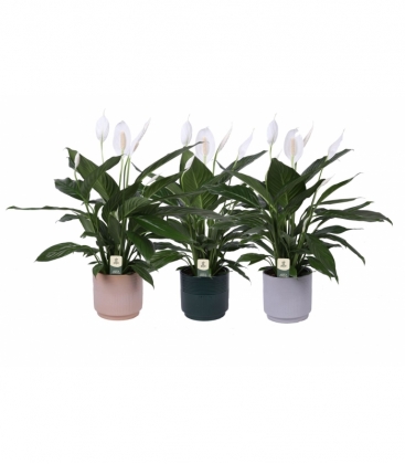 Spathiphyllum