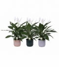 Spathiphyllum