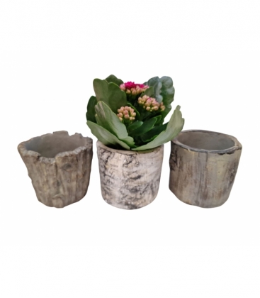 Kalanchoe