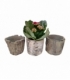Kalanchoe