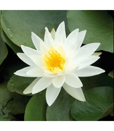 Nymphaea