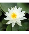 Nymphaea