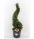 Ilex