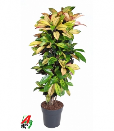 Croton