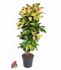 Croton