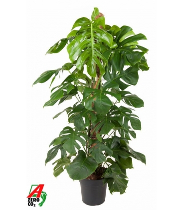 Monstera