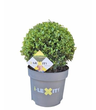 Ilex