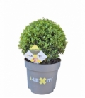 Ilex