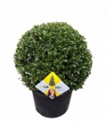 Ilex