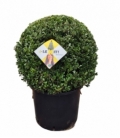 Ilex