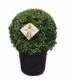 Ilex