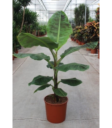 Musa