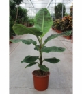 Musa