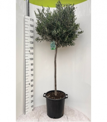 Olea