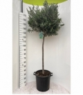 Olea