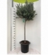 Olea