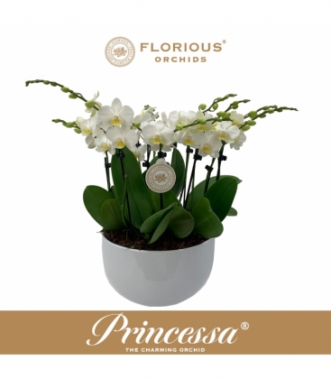 Phalaenopsis