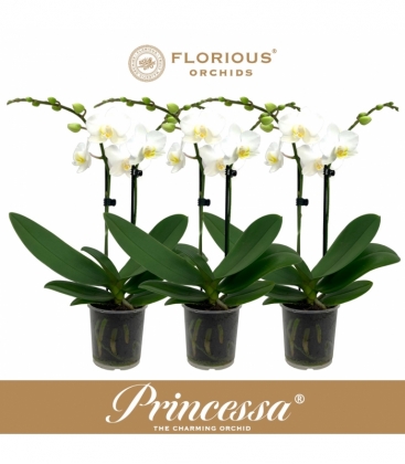 Phalaenopsis