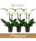 Phalaenopsis