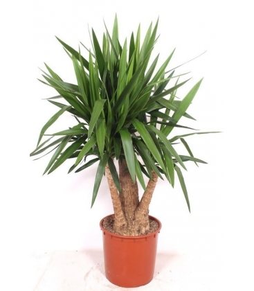 Yucca