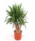 Yucca