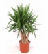 Yucca