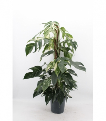 Scindapsus
