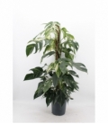 Scindapsus