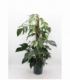 Scindapsus