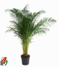 Dypsis