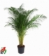 Dypsis