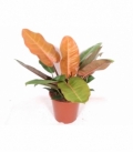 Philodendron