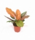 Philodendron