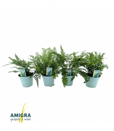 Fern